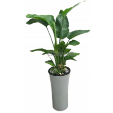 극락조(여인초)